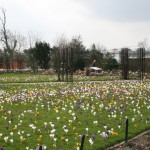 30.000 Bloembollen geplant