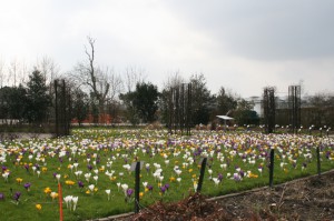 krokussen in de muziektuin