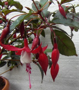 Fuchsia Madame Cornelisse