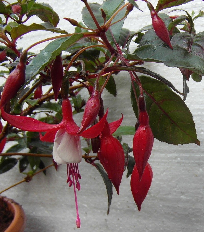 Fuchsia Madame Cornelisse