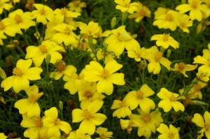 Tagetes patula Afrikaantje