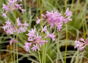 Tulbaghia violacea'Variegata'