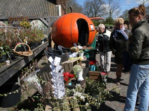 6 Bijzondere tulpen