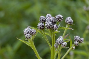 Serratula tinctoria - Zaagblad