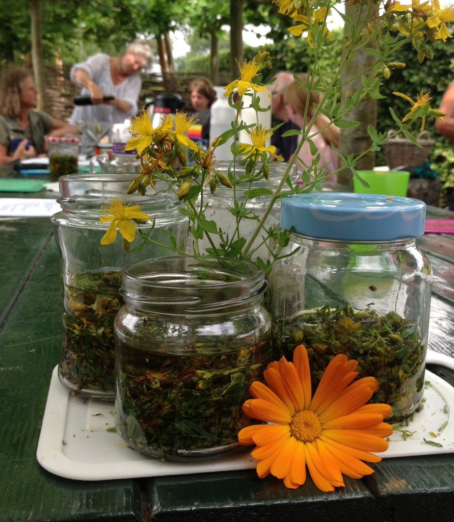 workshop sint jansolie en calendulazalf maken