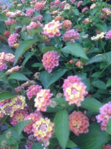 Lantana Plant van de maand augustus