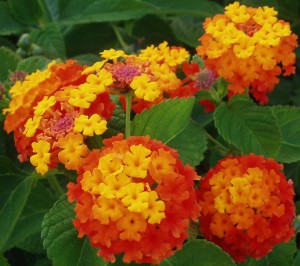 oranje Lantana