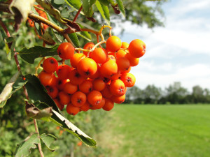 Foodwalk Buitenpost - Kollum