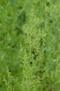 Artemisia annua