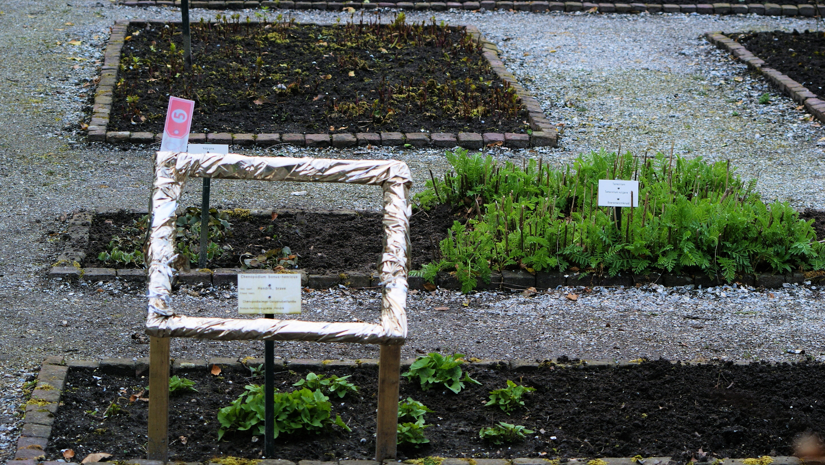 Geneeskrachtige planten met een gouden randje tijdens de Museumweek