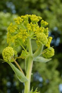 Ferula asa-foetida - Duivelsdrek