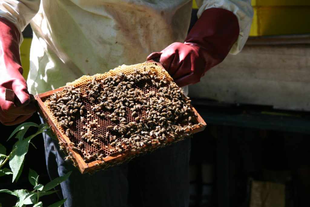 bijenwas aanmaak