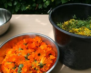 Sint Jansolie en Calendulazalf maken