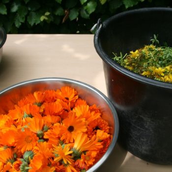 Sint Jansolie en Calendulazalf maken