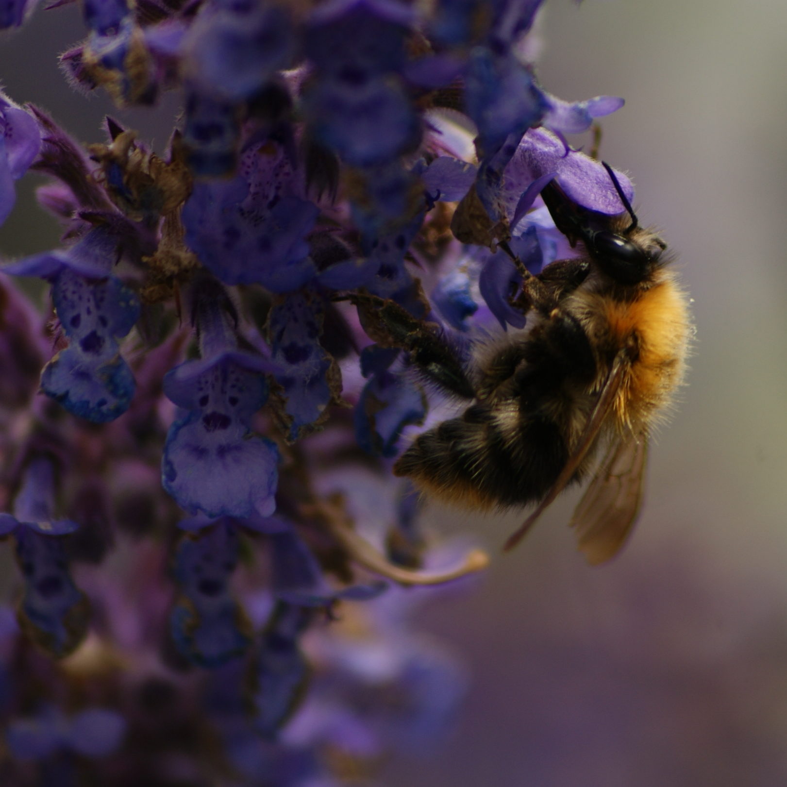 Lezing Alma Huisken over de wonderlijke bijenwereld