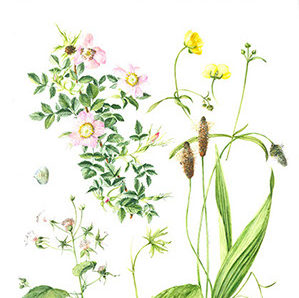 Workshop botanisch tekenen door Kunstacademie Friesland