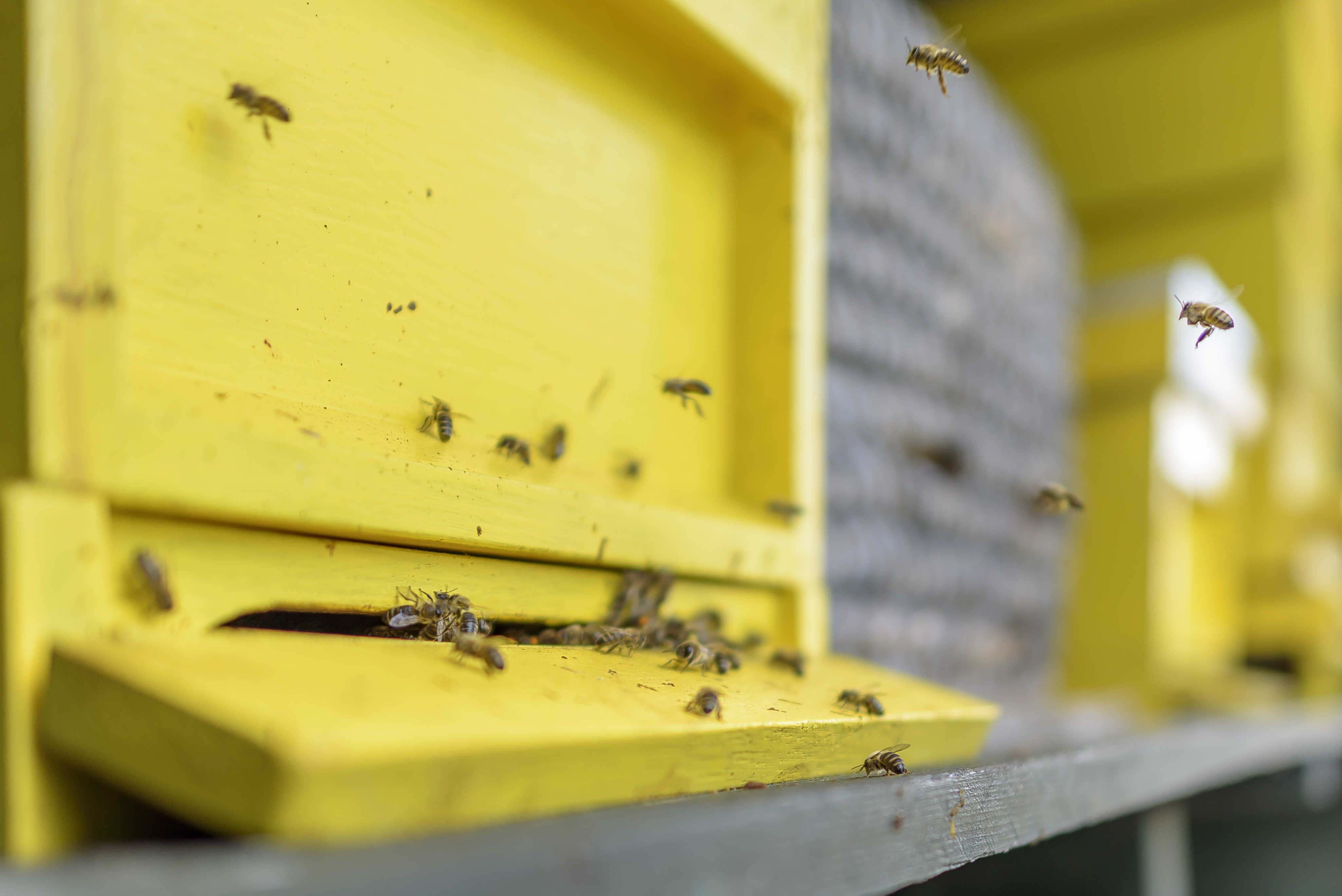 Insectendag op De Kruidhof - GEANNULEERD