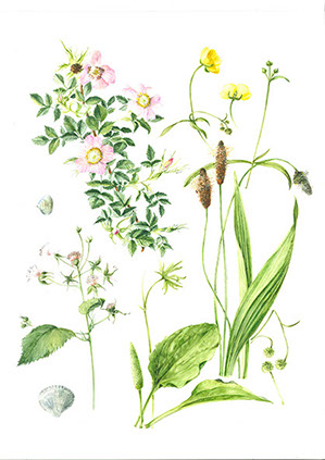 Workshop Botanisch tekenen