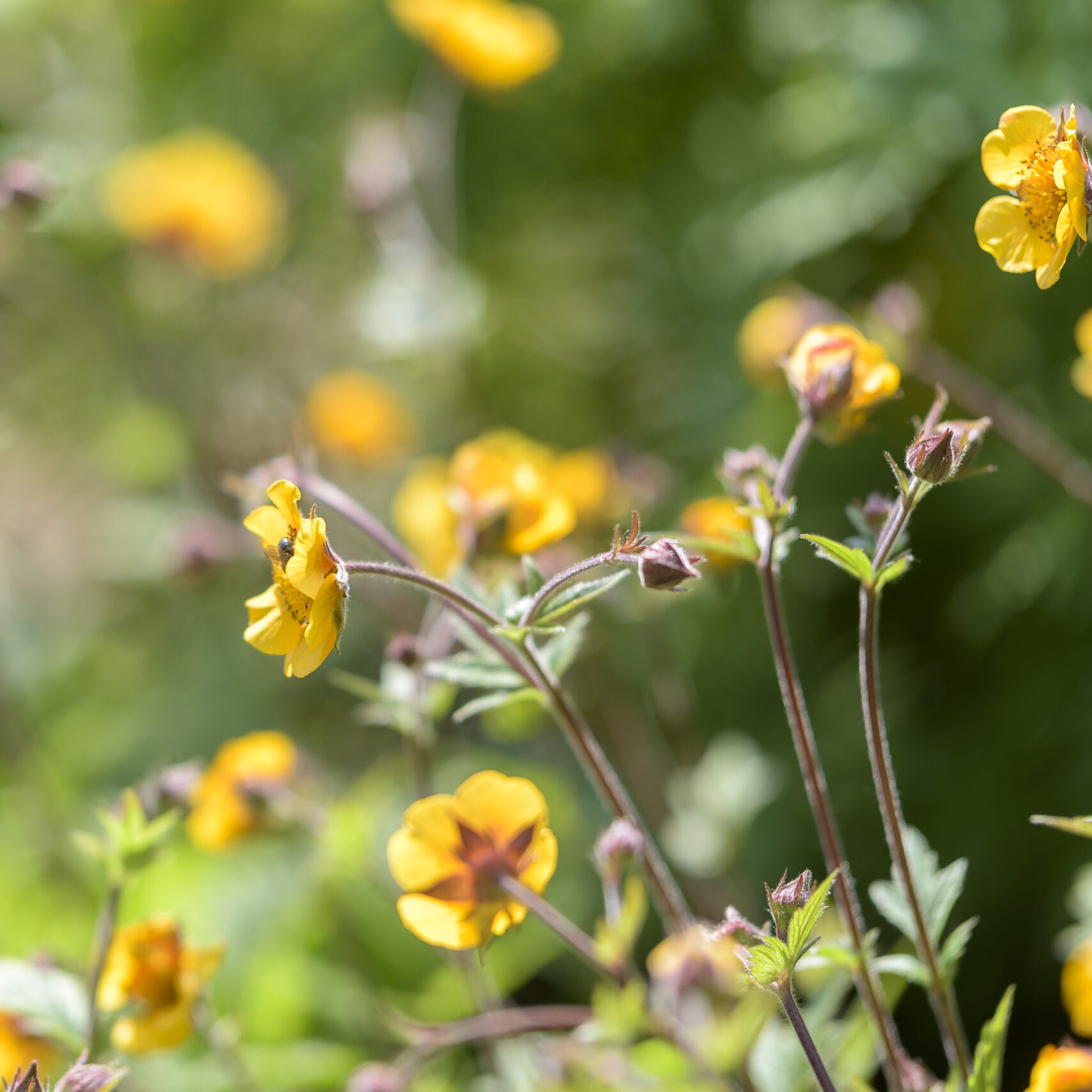 Plantenmarkt met groenspecialisten