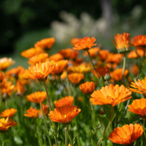 Natuurmarkt woensdag 6 augustus 2025 in Buitenpost