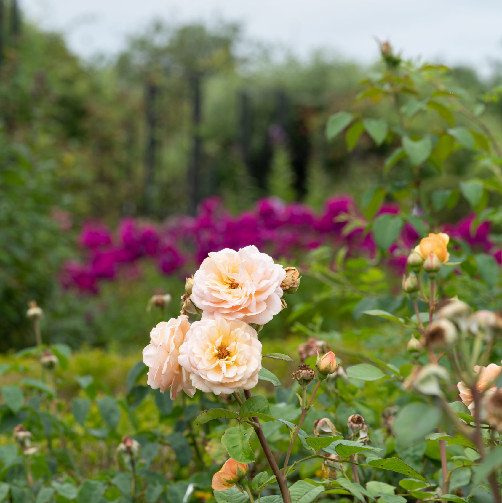Opening seizoen 2026 | De Kruidhof