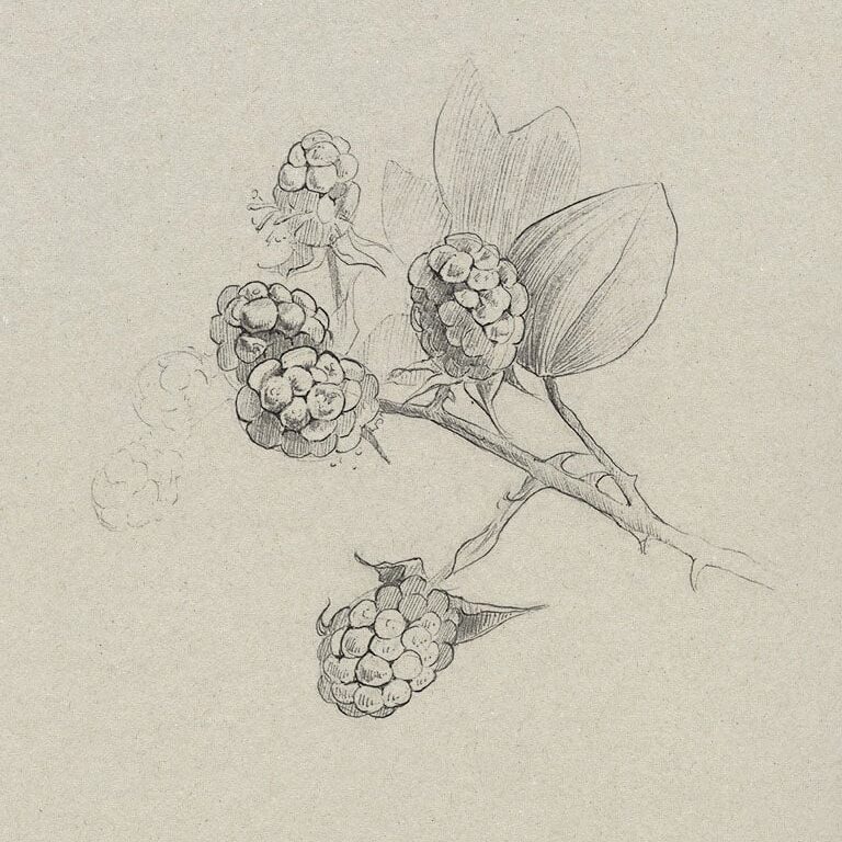 Workshop Botanisch tekenen in klassieke, Victoriaanse stijl