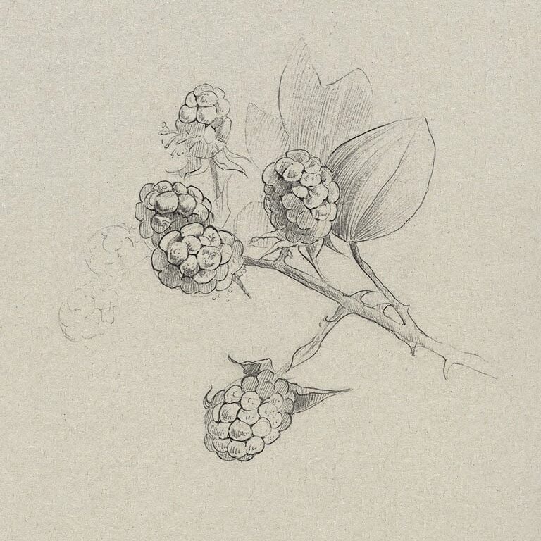 Workshop Botanisch tekenen in klassieke stijl