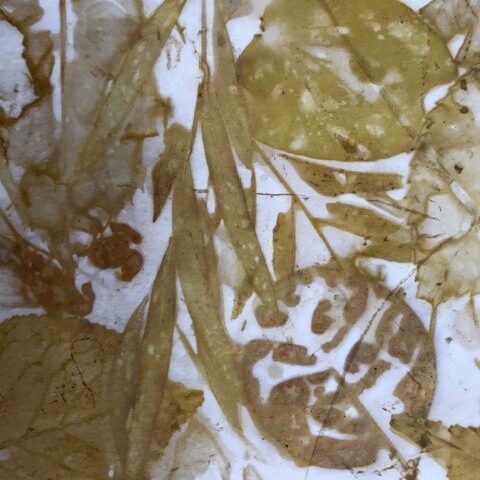 Workshop Ecoprint | Suzan Bosch