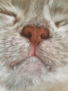 Linda van der Waal Expositie Hyperrealistisch tekenen op De Kruidhof.