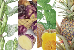 Botanical Art Worldwide