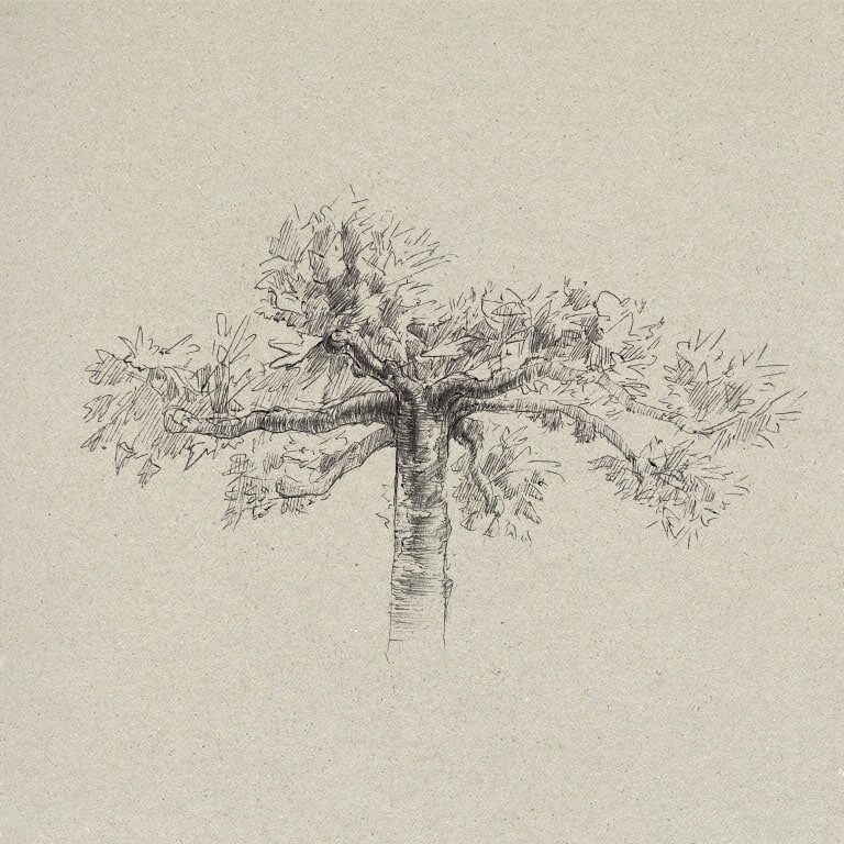 Workshop Botanisch tekenen in klassieke stijl