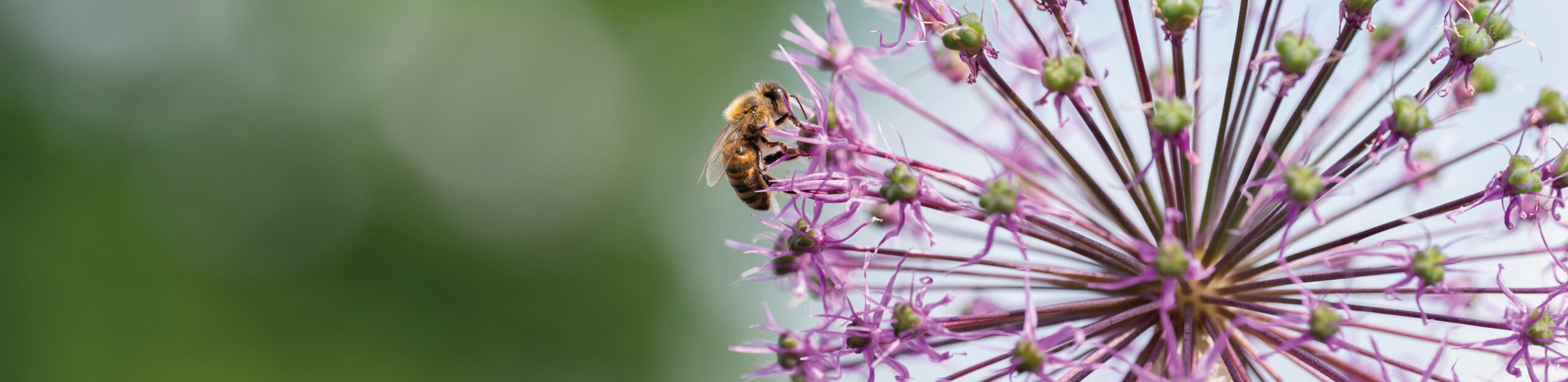 De Kruidhof werkt mee aan biodiversiteit
