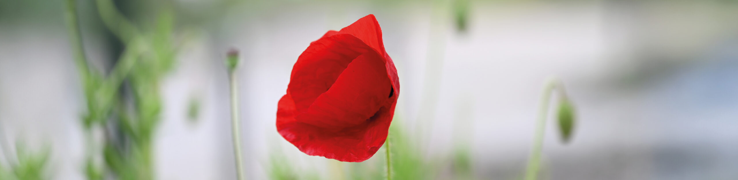 Wandel door 19 schitterende thematuinen en ontdek één van de grootste collecties geneeskrachtige kruiden van West-Europa. Verken de tuinen zelfstandig of met een gids.