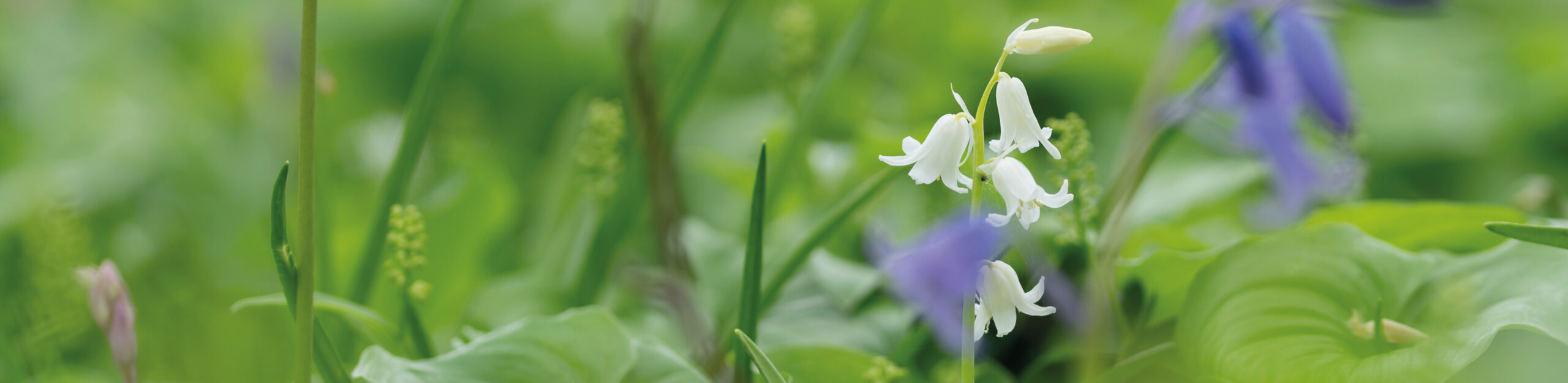 verantwoord-gekweekte-planten